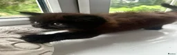 Mixed Breed cats for sale: ❤️ beautiful long-haired kittens boy and girl ❤️ in Luton - Advert 6