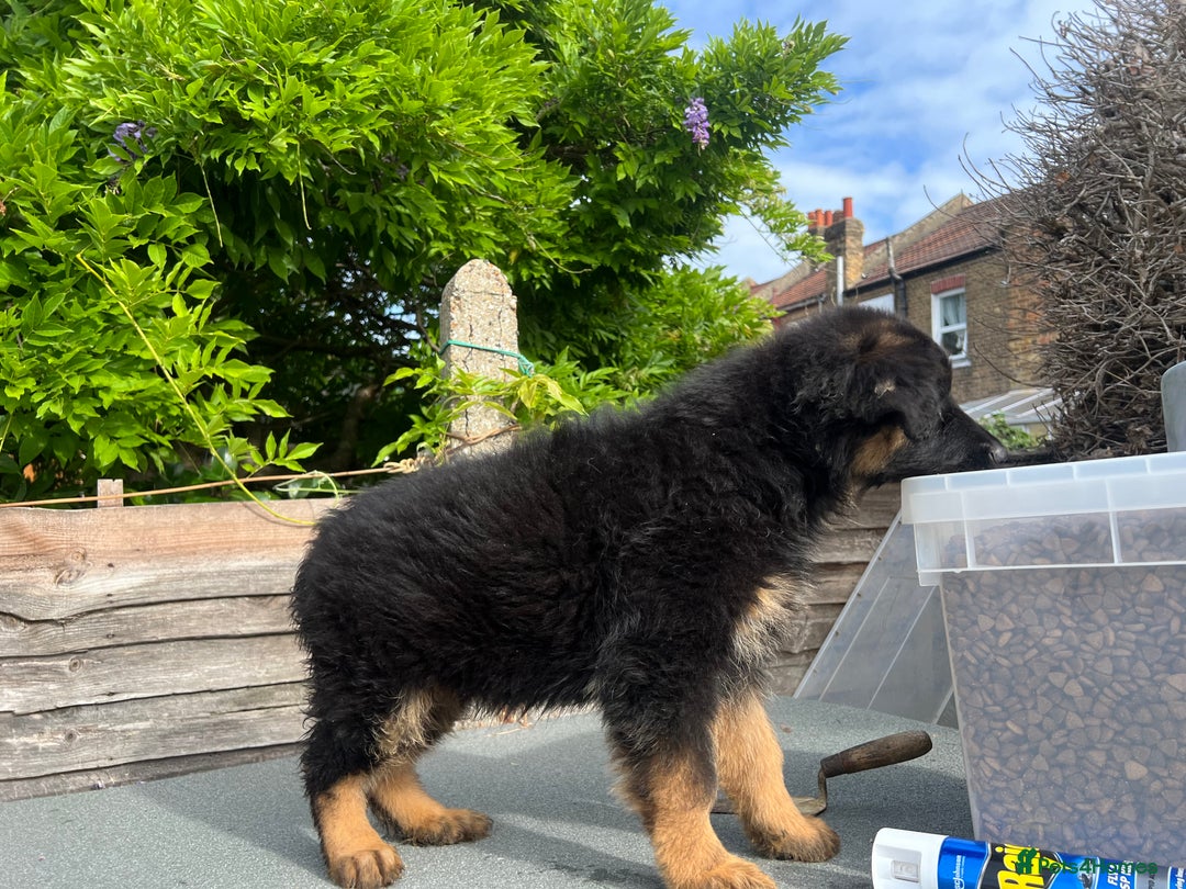 German Shepherd dogs for sale: Geman shepherd puppy  - Image 5