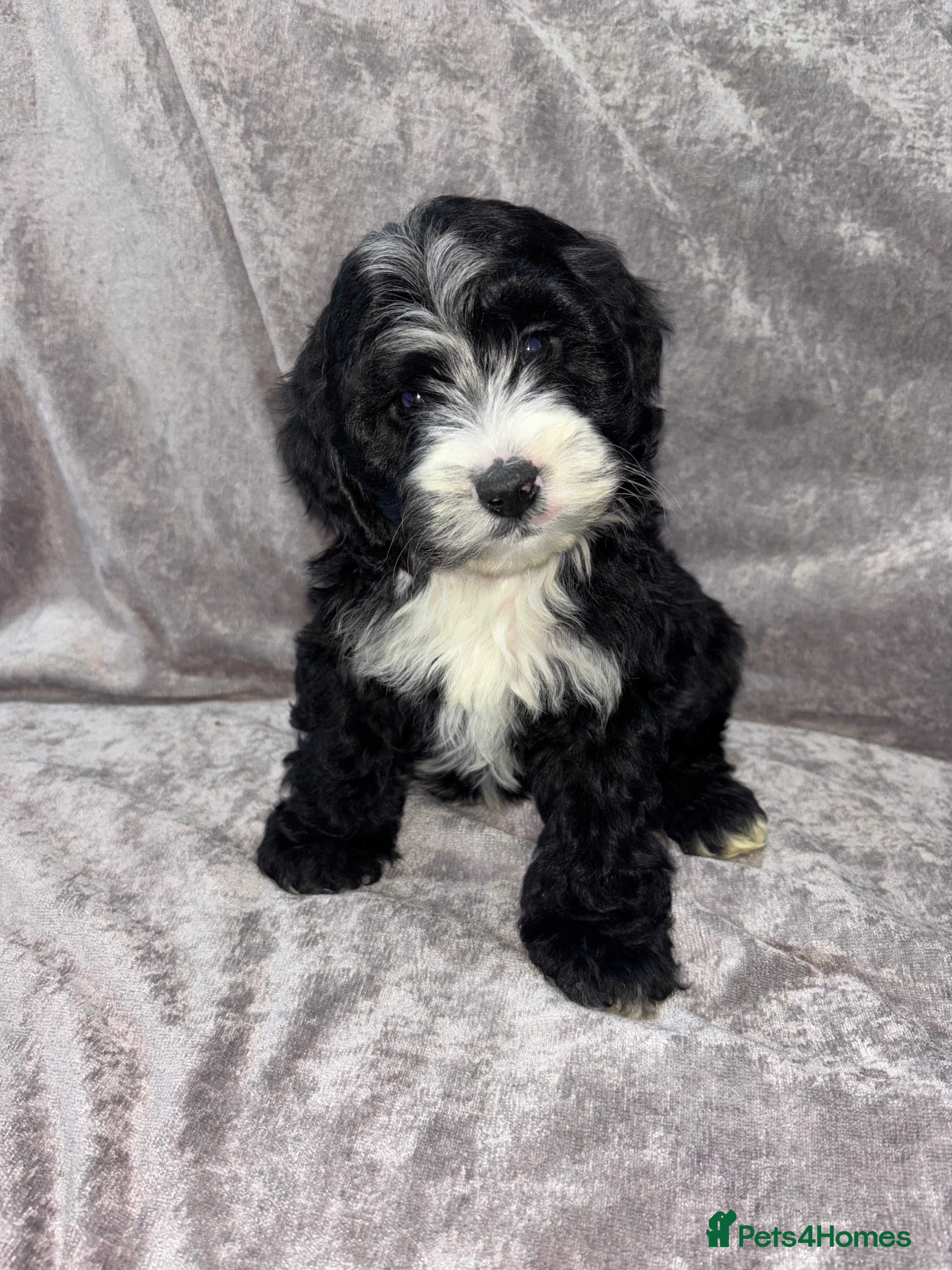 Cockapoo dogs Gorgeous Cockapoo Puppies  - Advert 11