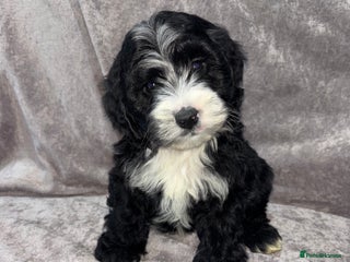 Cockapoo dogs Gorgeous Cockapoo Puppies - Advert 11