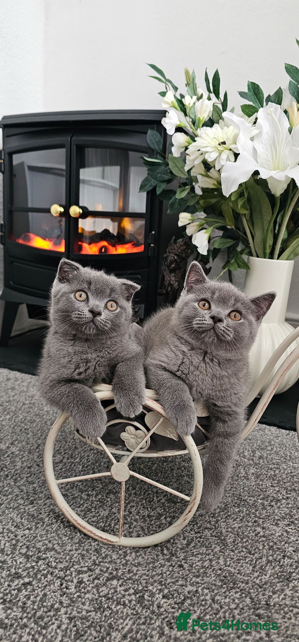 Scottish Fold cats 2 Beautiful Scottish Fold And Straight Ear Kittens - Advert 2
