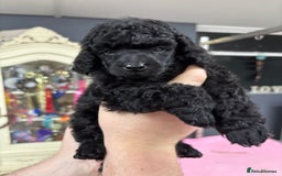 Miniature Poodle dogs for sale: Miniature poodle puppy’s  - Advert 3