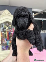 Miniature Poodle dogs Miniature poodle puppy’s - Advert 6