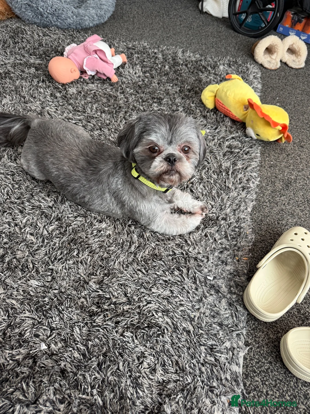 Shih Tzu dogs for sale: Female dog - Advert 1