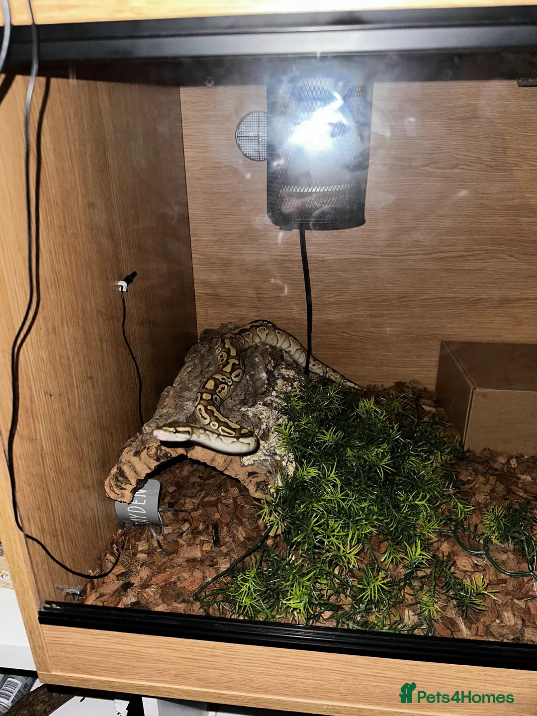 Python Snake reptiles for sale: Royal python and set up  in Witney - Advert 5