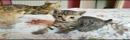 Mixed Breed cats for sale: Ginger & Charcoal Grey X Bengal X kittens  in Bootle - Advert 4