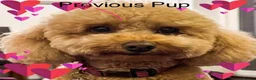 Cavapoochon dogs for sale: Cavapoochon Pups  - Advert 5