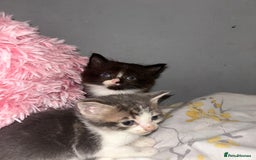 Mixed Breed cats for sale: Female kitten looking for home - Image 25
