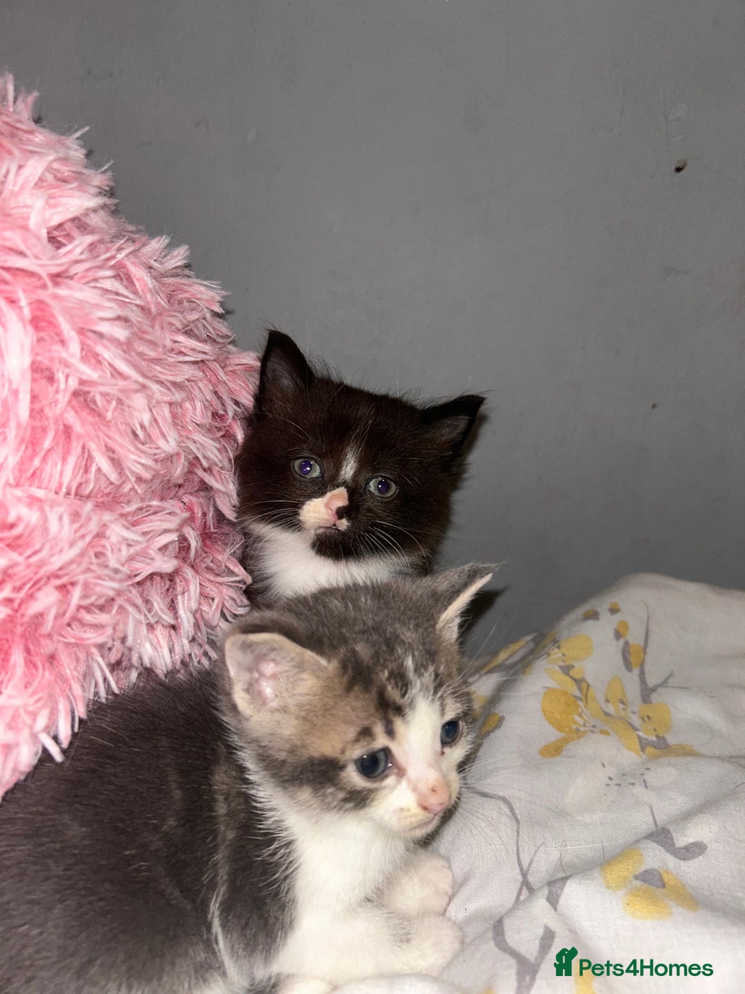 Mixed Breed cats for sale: Female kitten looking for home - Image 25