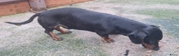 Miniature Dachshund dogs for stud: GLYNFELIN JACK MASTER FUNK miniature dachshund in Swansea - Advert 5
