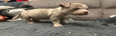 American Bully Puppy 5 light pink collar 