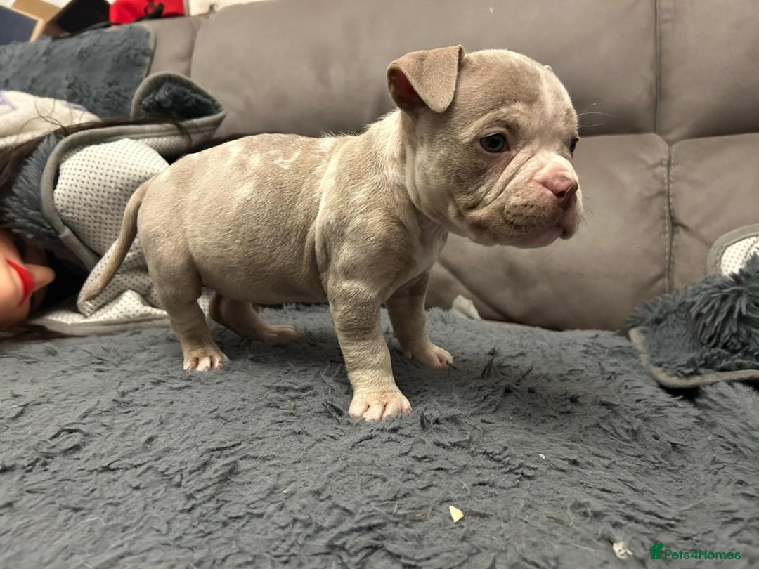 American Bully dogs for sale: 🐾 ABKC Registered Micro/Pocket Bully Puppies! 🐾 - Advert 20