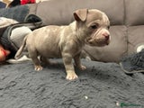 American Bully Puppy 5 light pink collar