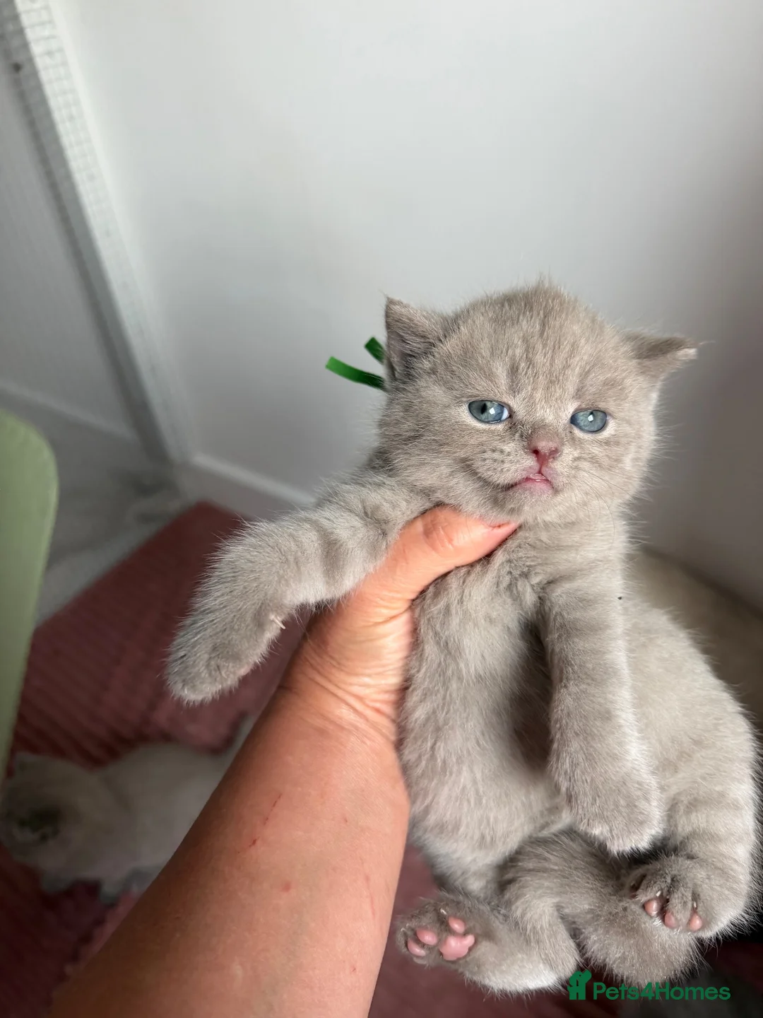 British Shorthair cats for sale: BSH🌟🌟🌟🌟🌟kittens - Advert 2