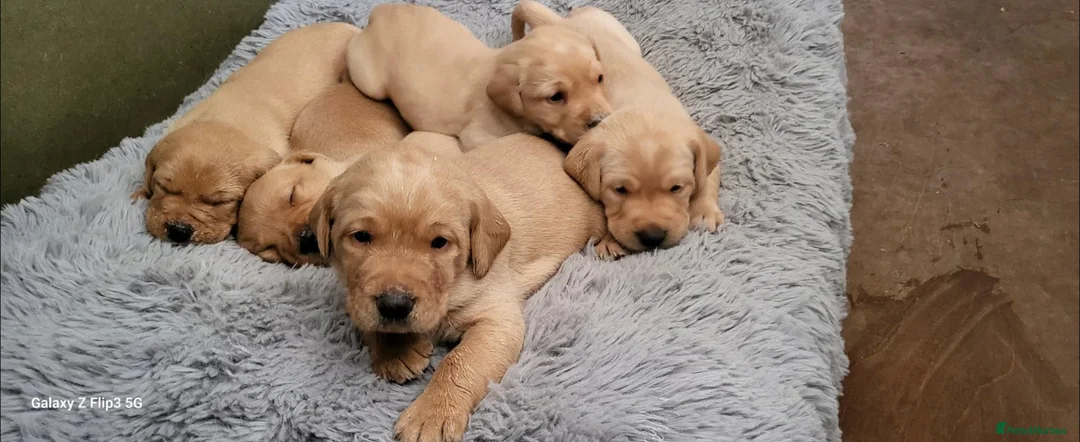 Labrador Retriever dogs for sale: Golden labrador pups - Advert 2