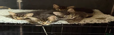Suspected Maine Coon cross 