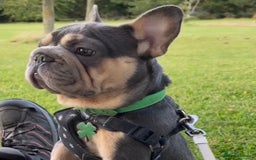 French Bulldog dogs for stud: Omshantipuppies French Bulldog Stud  - Image 6