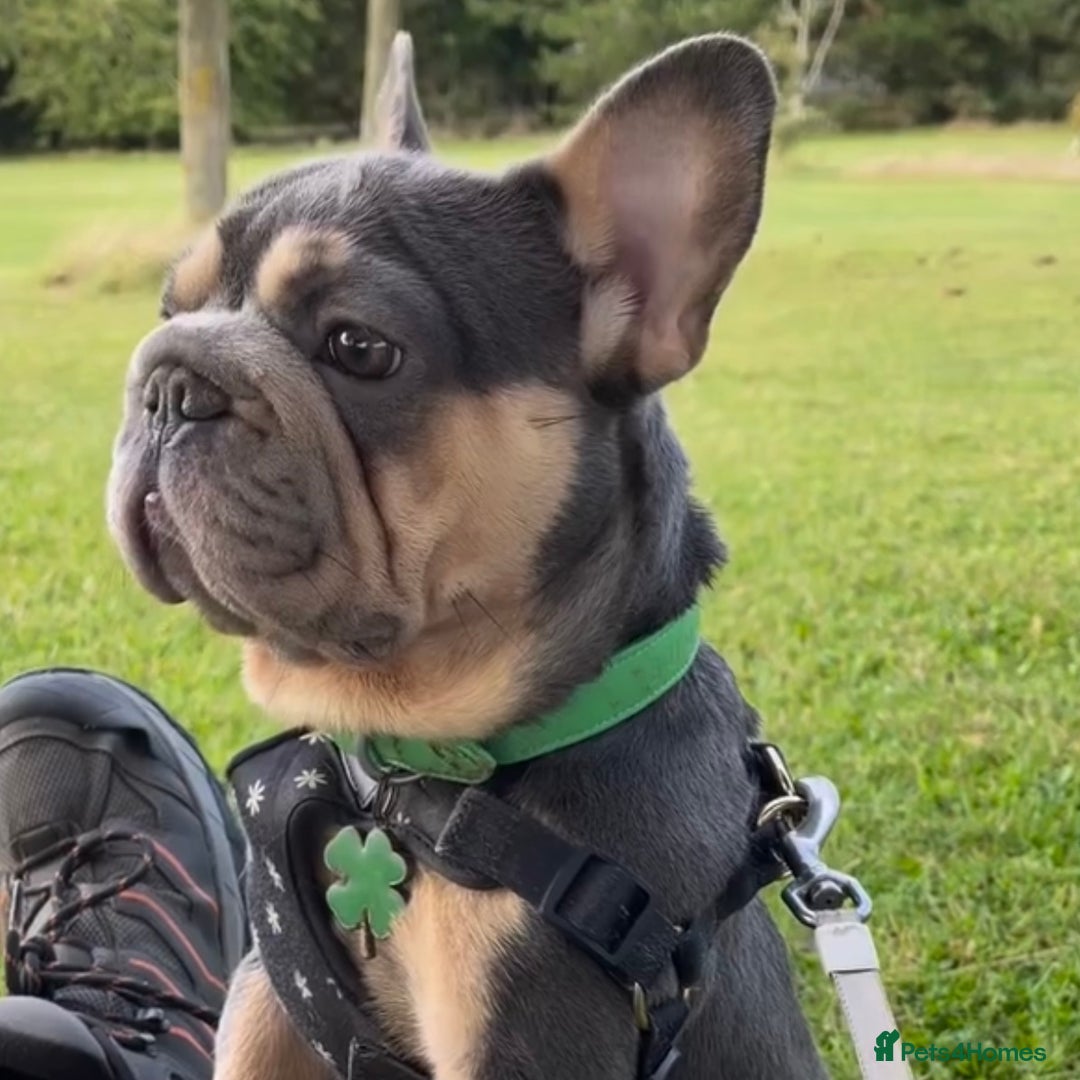 French Bulldog dogs for stud: Omshantipuppies French Bulldog Stud  - Image 6