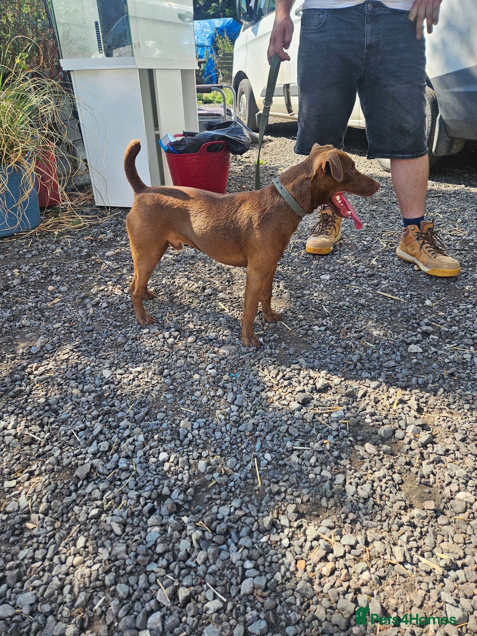 Patterdale Terrier dogs Chocolate patterdale for stud - Advert 2
