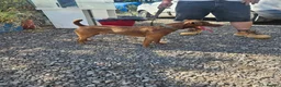 Patterdale Terrier dogs for stud: Chocolate patterdale for stud - Advert 1