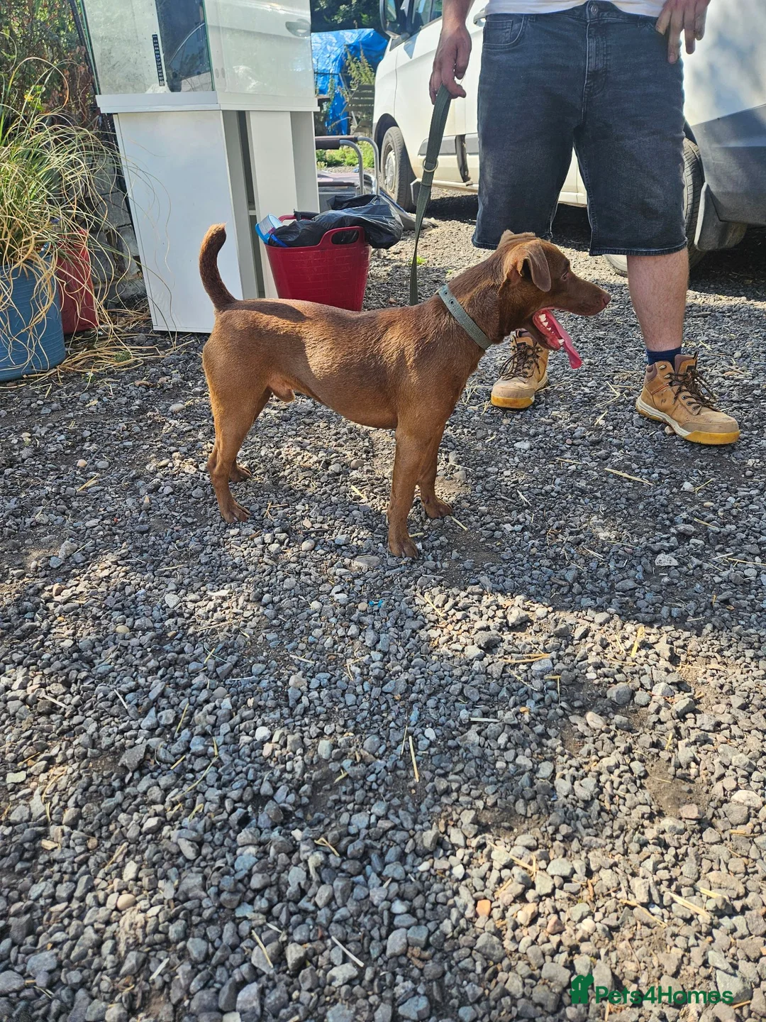 Patterdale Terrier dogs for stud: Chocolate patterdale for stud - Advert 1