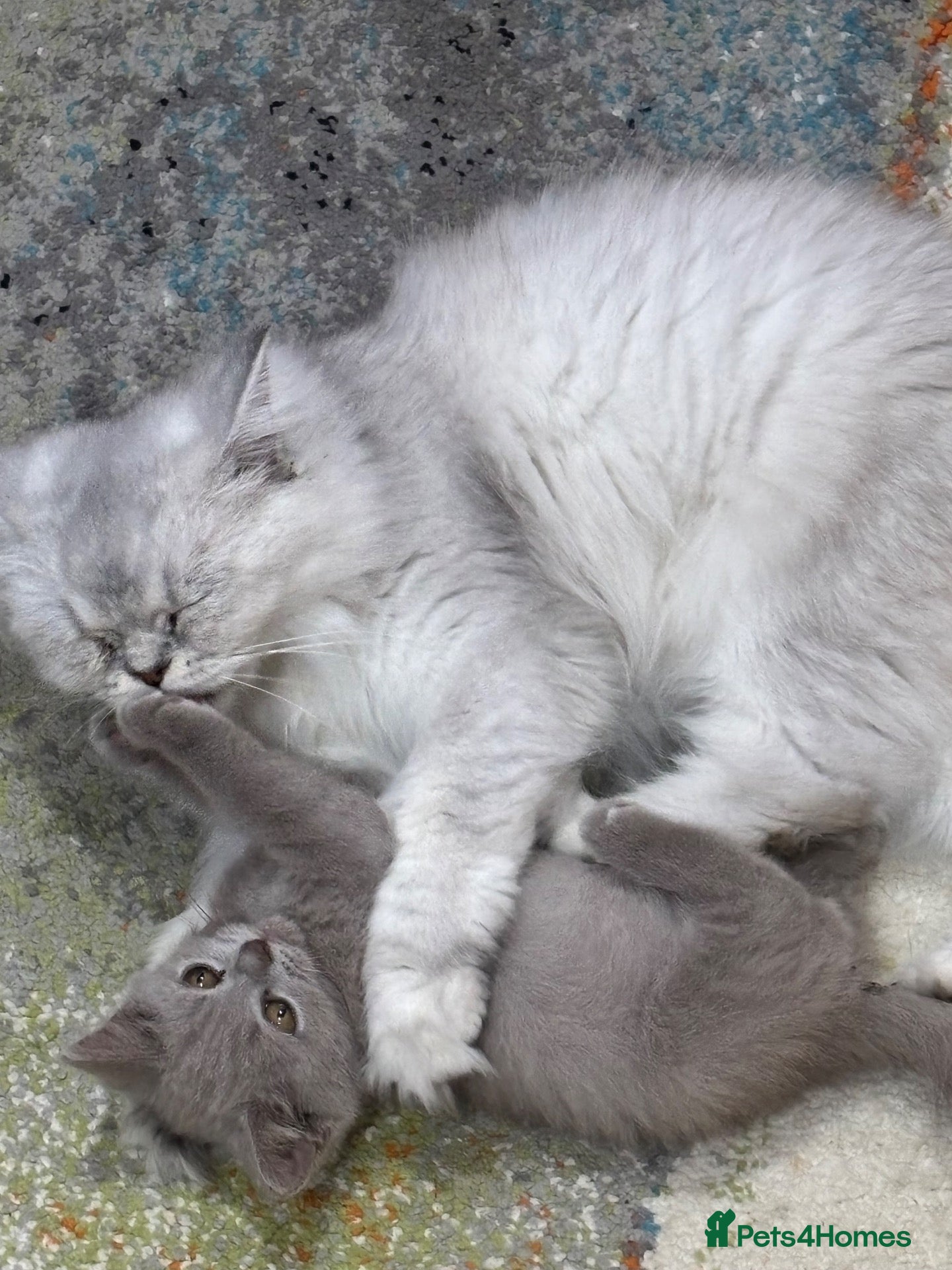 British Longhair cats One stunning and very friendly kitten - Advert 1