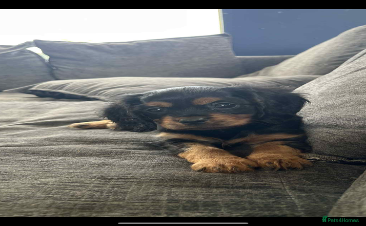 Cavalier King Charles Spaniel dogs - Advert 2