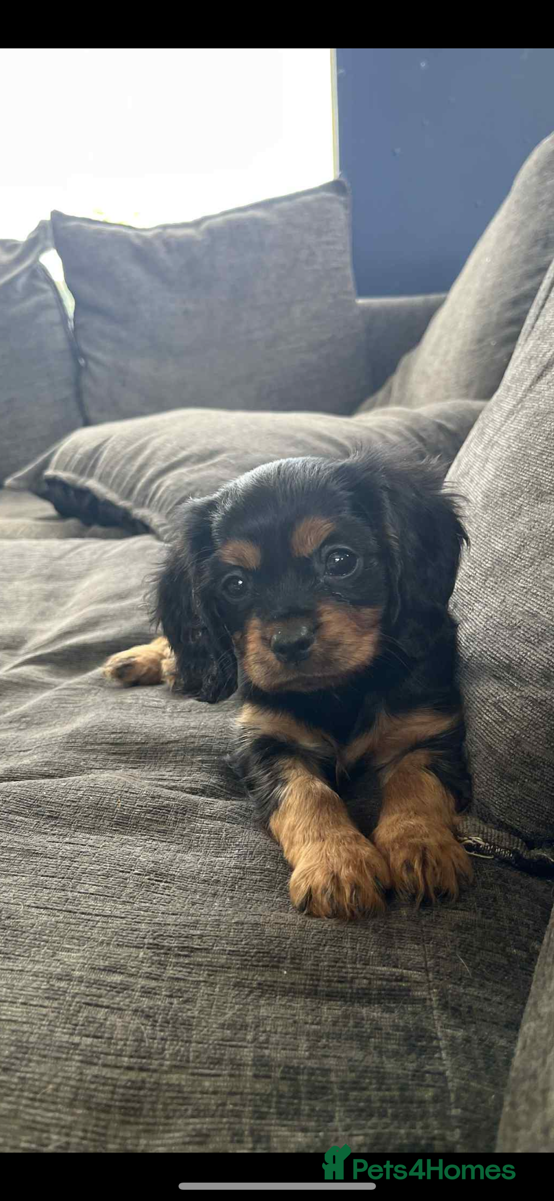 Cavalier King Charles Spaniel dogs for sale: Cavalier King Charles  - Image 1