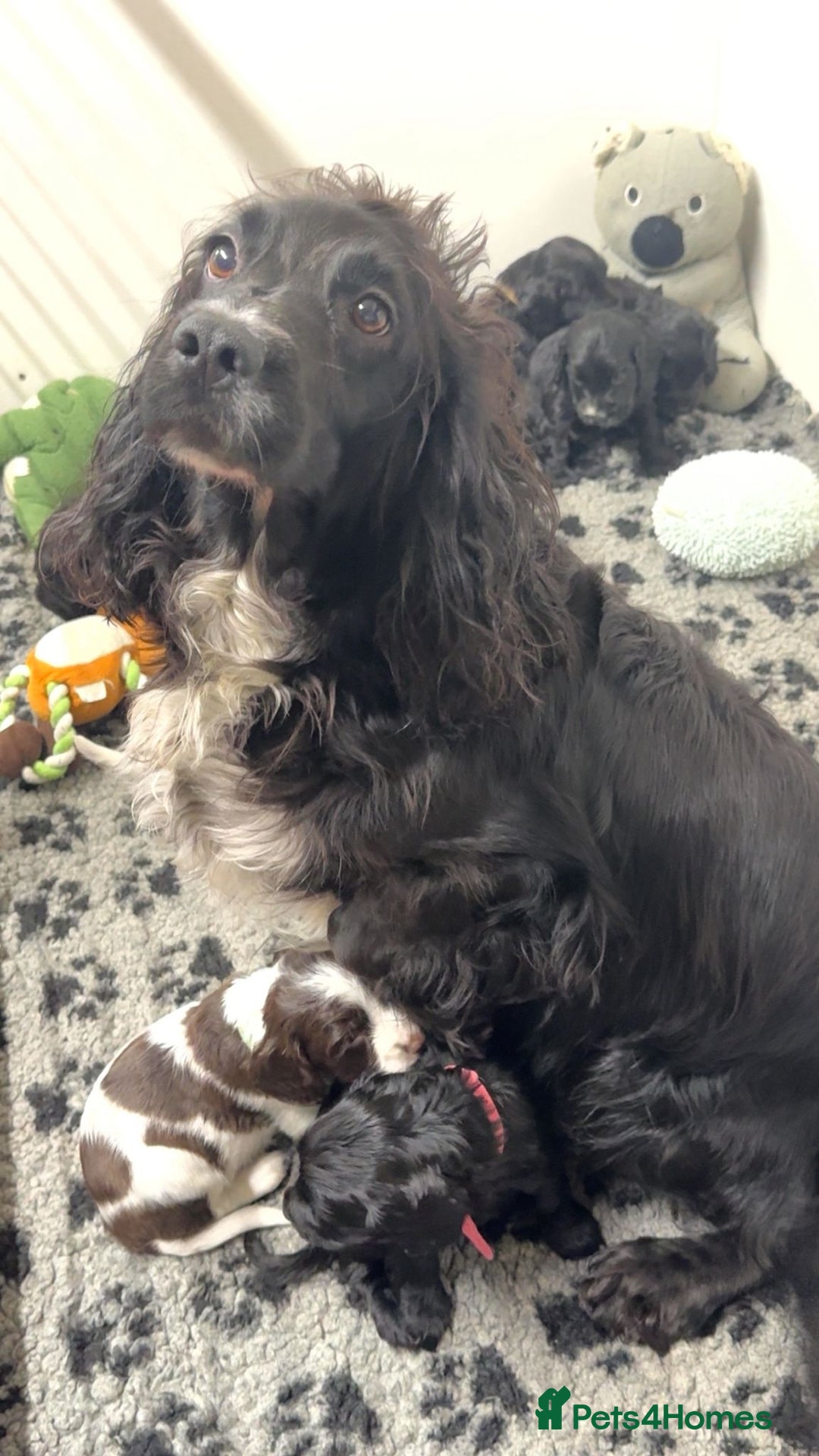 Cocker Spaniel dogs for sale: 9 wonderful cocker spaniel pups - Image 10