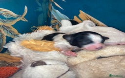 Shihpoo dogs for sale: 5 star rated Toy shihpoo puppies - Image 16