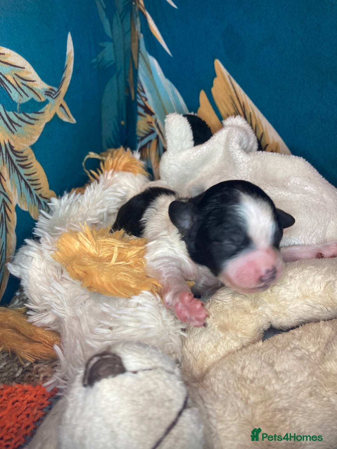 Shihpoo dogs for sale: 5 star rated Toy shihpoo puppies - Image 16