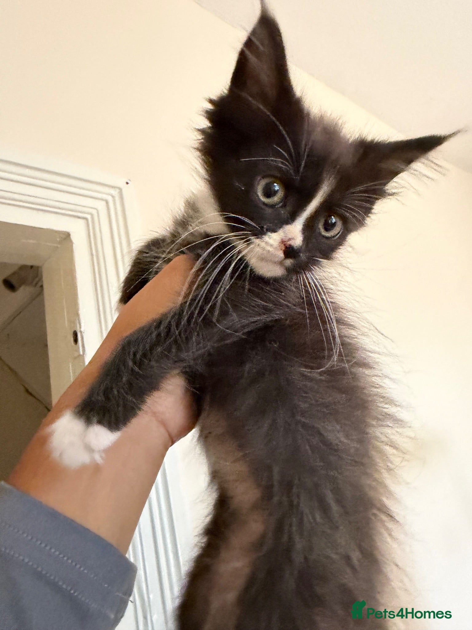 Maine Coon cats Maincoon kittens READY TO GO - Advert 2