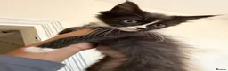 Maine Coon cats for sale: Maincoon Kitten last boy  - Advert 8