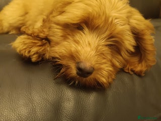 Cockapoo dogs Cockapoo puppy - Advert 7