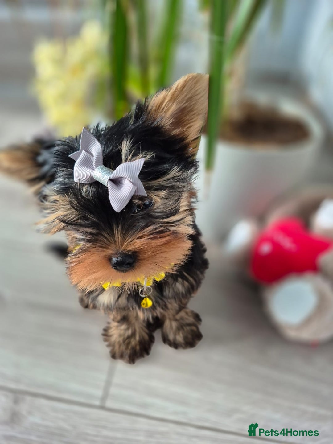Yorkshire Terrier dogs for sale: Peace of Happiness!!! - Image 15