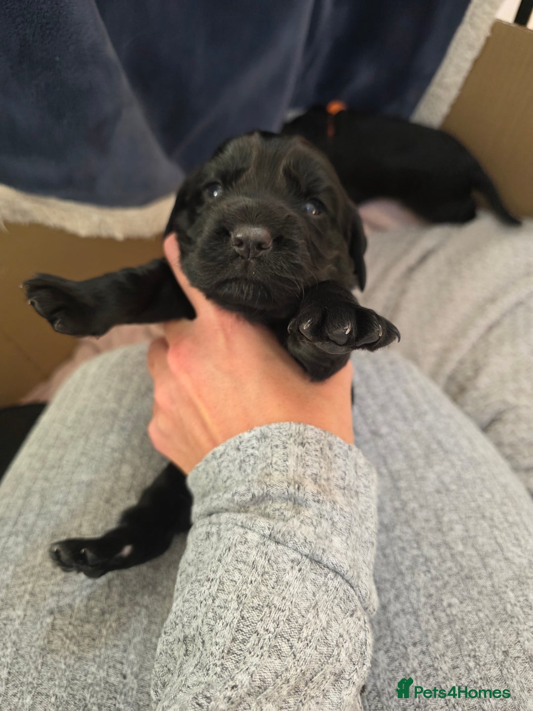 Cocker Spaniel dogs for sale: Working cocker Spaniel puppies KC registered  - Image 17