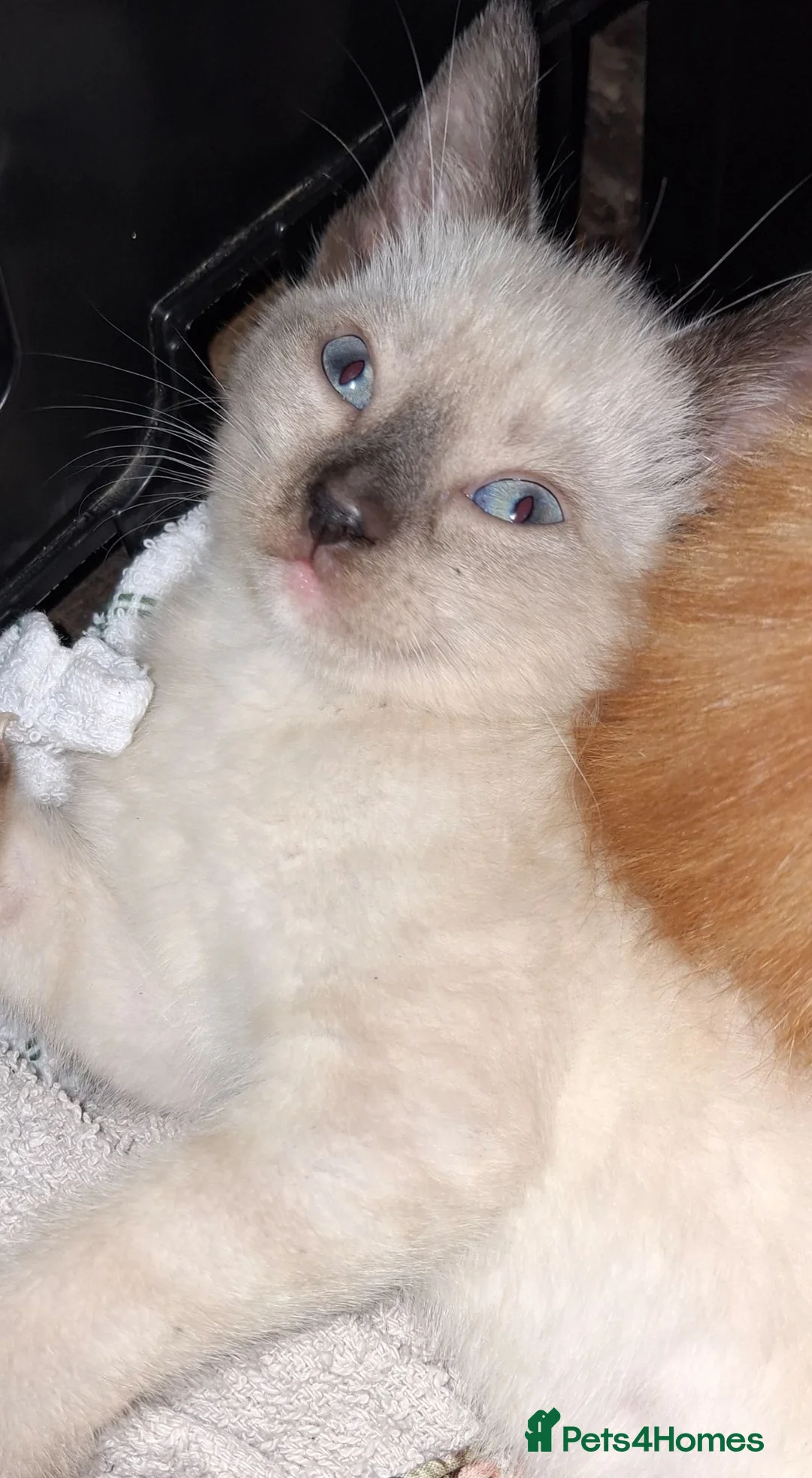Mixed Breed cats for sale: Adorable kittens for sale **READY TO GO** - Advert 5