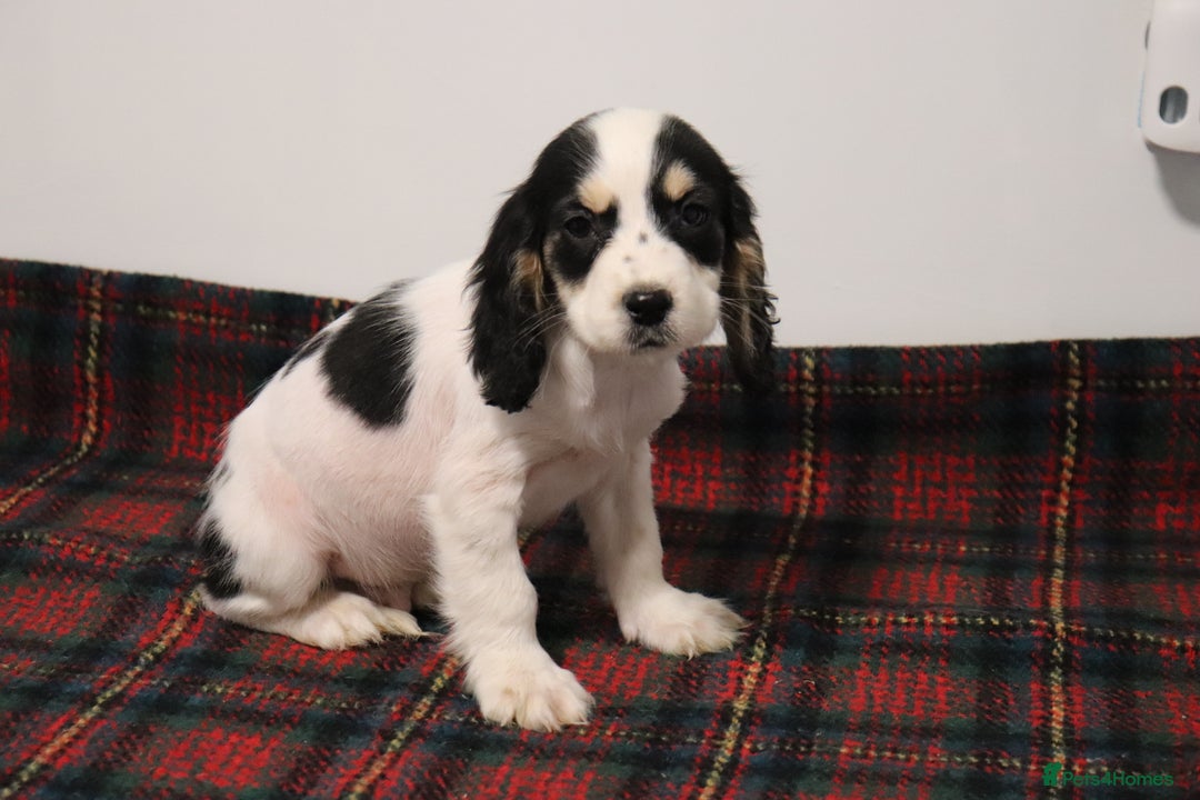Cocker Spaniel dogs for sale: Stunning Cocker Spaniel Puppies. Now ready.  - Advert 10