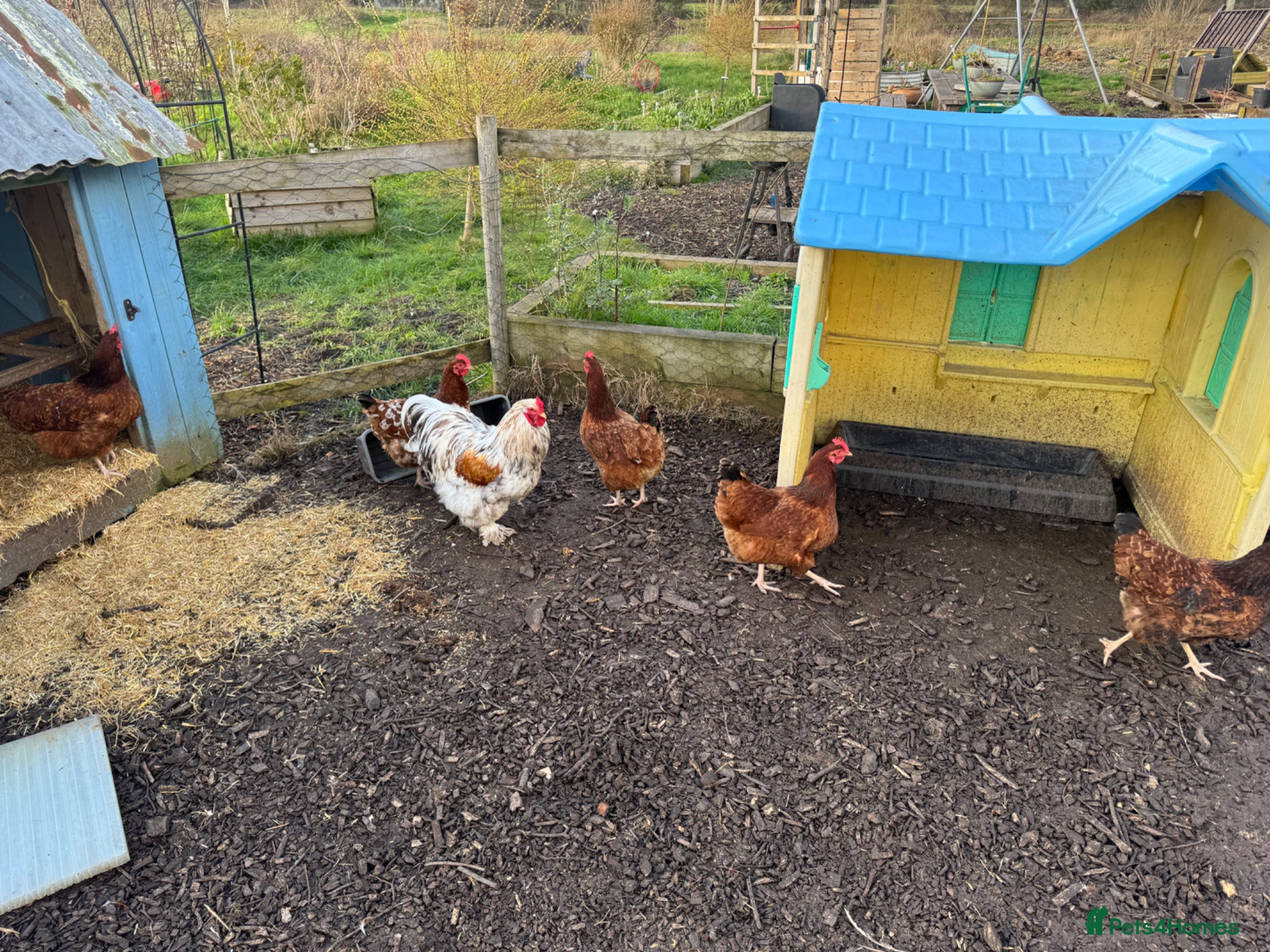 Chickens poultry Fertile chicken eggs  - Advert 1