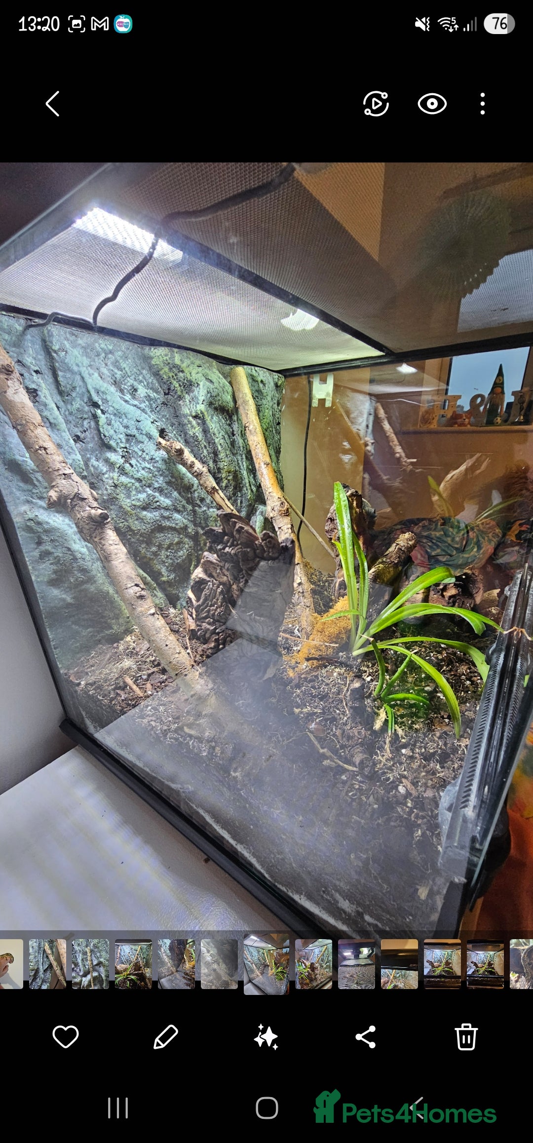 Mixed Breed reptiles for sale: Bauer's chameleon gecko/Male + bioactive terrarium - Advert 7