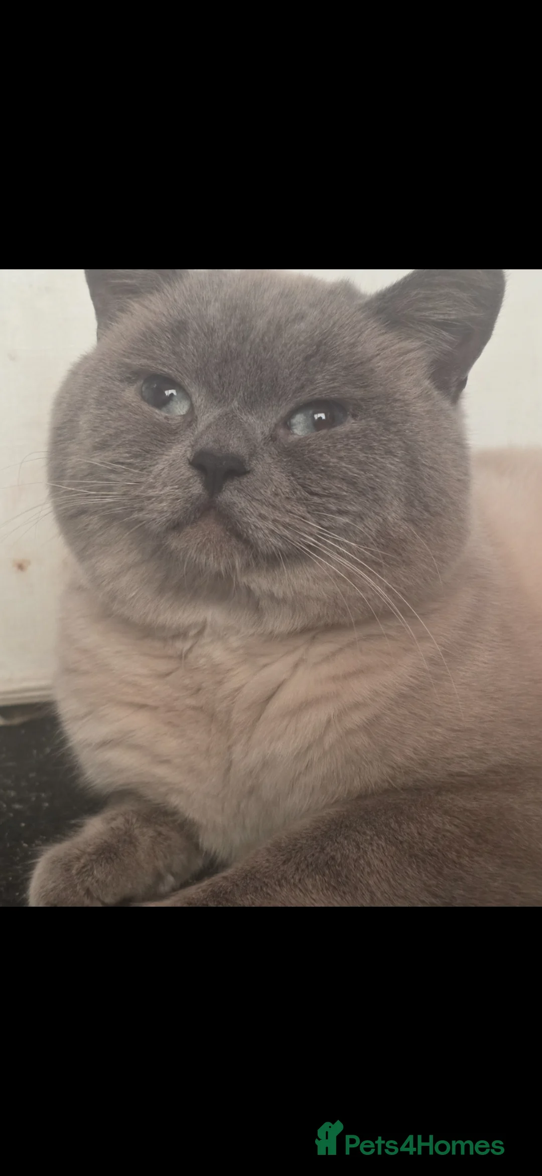 British Shorthair cats for sale: Bella & bruce - Advert 6