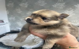 Pomeranian dogs for sale: 3 stunning girls  - Image 4