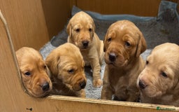 Labrador Retriever dogs for sale: Gorgeous KC registered Labrador Puppies  - Image 1
