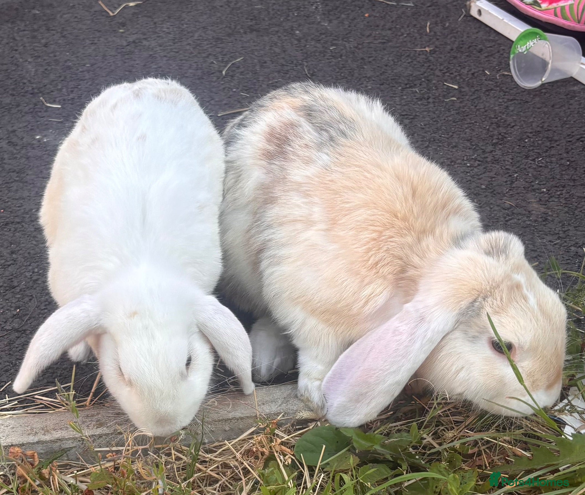 English rabbits 2x rabbits - Advert 1