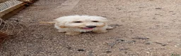 Poodle dogs for sale: 2 Moyen Poodle puppies ready now (cockapoo size) - Advert 2