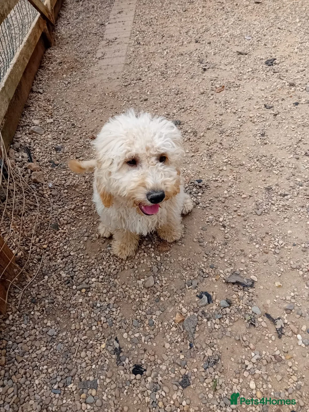 Poodle dogs for sale: 2 Moyen Poodle puppies ready now (cockapoo size) - Advert 2