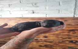 Mixed Breed dogs for sale: Moyen Poodles - Image 11