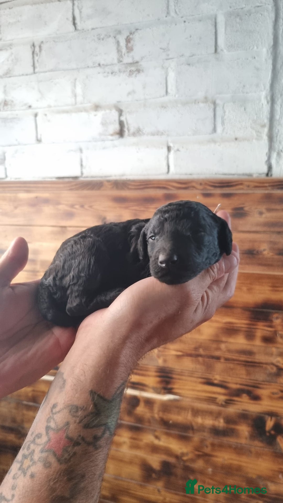 Mixed Breed dogs for sale: Moyen Poodles - Image 11