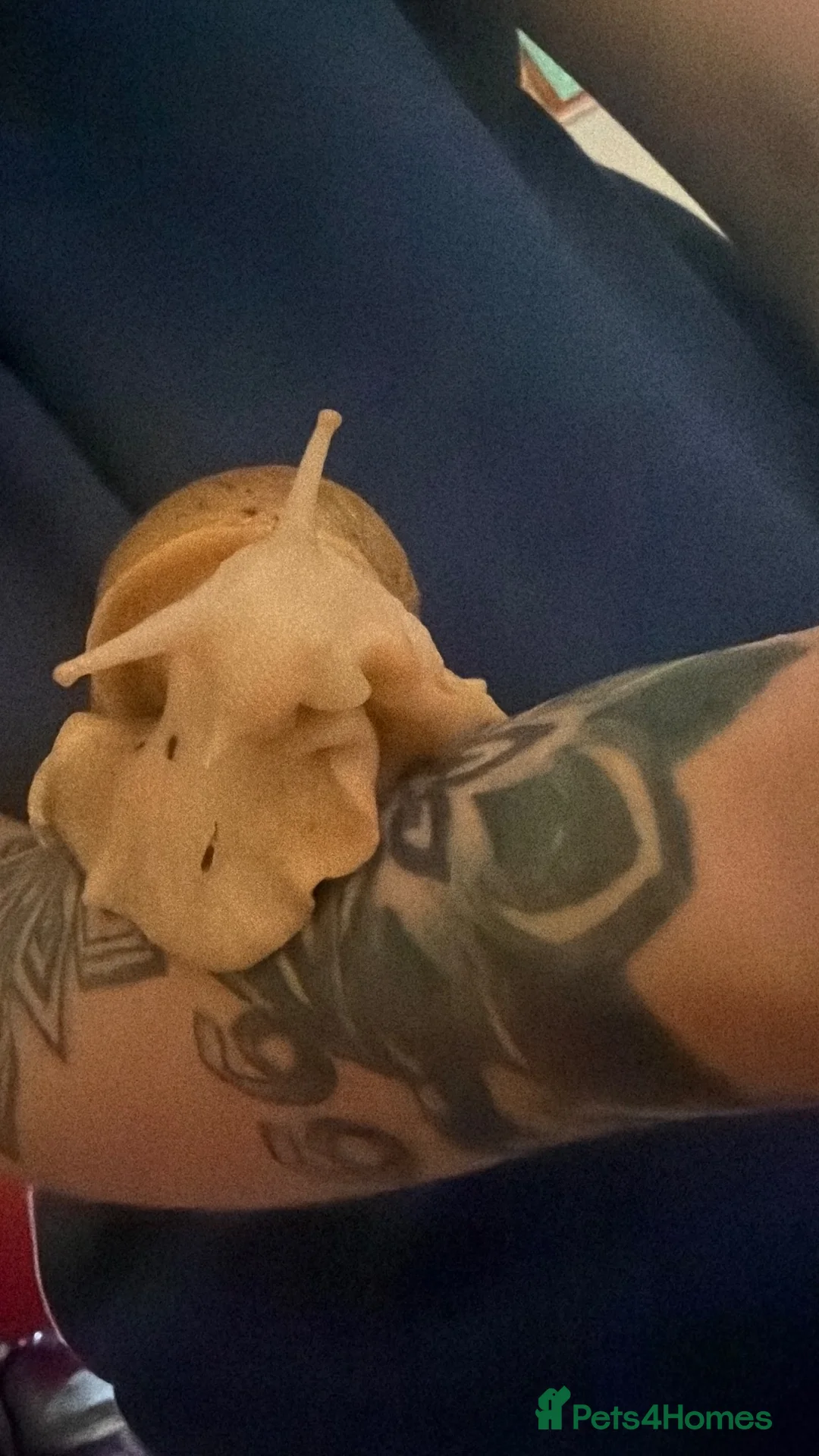 Snails invertebrates for sale: 4 GIANT AFRICAN LAND SNAILS in Hull - Advert 2