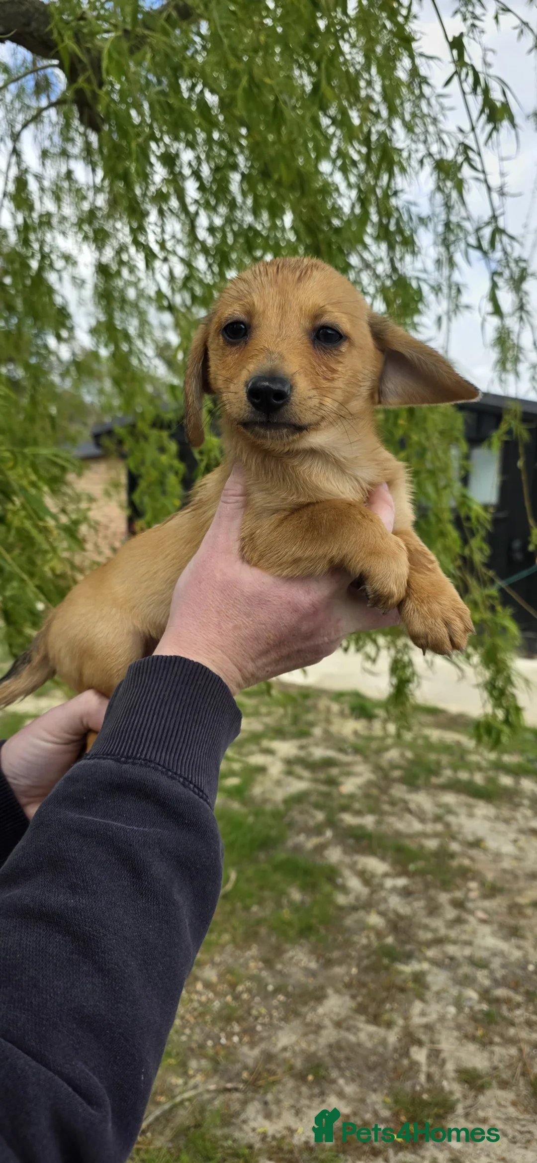 Mixed Breed dogs for sale: Miniature Dachshund x Pomeranian - Advert 2